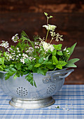 Green herbs and coriander flowers in old metal colander on blue gingham tablecloth