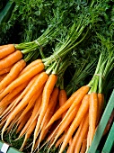 Bunches of Carrots at The Carouge Market is in Geneva Switzerland