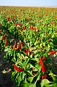 Field of peppers