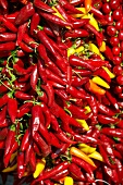 Red and Yellow Chili Peppers