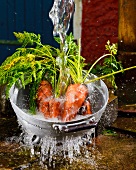 Carrots being washed at the pump