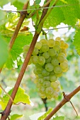Muscat grapes on the vine (Alsace)