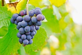 Pinot noir grapes on an autumn vine