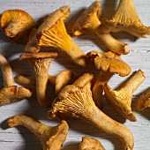 Lots of fresh chanterelles on a white wood background