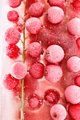 Red currants in a block of ice