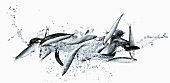 Sardines with water splash
