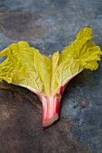 Rhubarb leaf