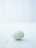 One blue duck egg