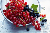 Rote und schwarze Johannisbeeren im Küchensieb