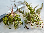 Fresh thyme