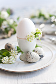 A breakfast egg with quail's eggs and spiraea