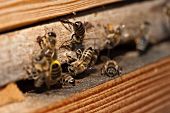 Mehrere Bienen am Bienenstock