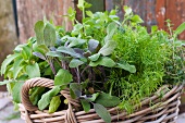 Mixed garden herbs in a wicker basket