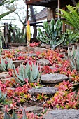Aloes and Crassula nudicaulis in a South African garden