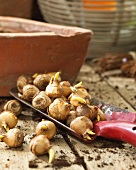 Crocus bulbs on a garden shovel