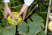 Ornamental pumpkins being harvested