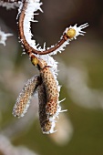 Hazel nut branch with hoarfrost