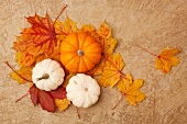 Three pumpkins on autumn acorn leaves