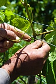 A worker tying vines (Brunner winery, Bevaix, Switzerland)