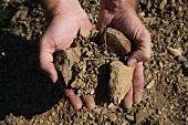 Hände zeigen die Licorella Erde (karger Boden, Weinbaugebiet Priorat, Katalonien)