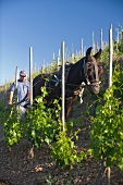 A horse being used to till the soil in the Ermita vineyard belonging to Alvaro Palacios, Catalonia