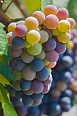 Pinot Noir (Blauburgunder) Trauben während des Farbumschlags