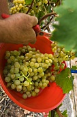 Muskatteller grapes being harvested into a plastic bowl