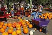 A pumpkin farm in Half Moon Bay, California, USA
