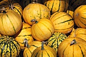 Various pumpkins on a pumpkin farm (Half Moon Bay, California, USA)