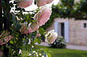 Nahaufnahme von zarten Rosenblüten und provenzalische Landhausfassade verschwommen im Hintergrund