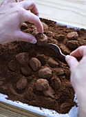 Trüffelpralinen in Kakaopulver wälzen