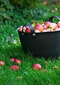 A basket of freshly picked apples