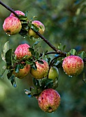 Apples on a tree after rainfall