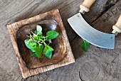 Fresh oregano in a wooden bowl with a chopping knife
