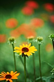 Rudbeckia (Black-Eyed Susans) Growing in a Garden