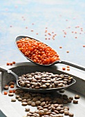 Red and brown lentils on spoons