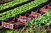 Crates in a lettuce field