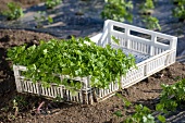 Fresh parsley in a crate on a flower bed