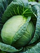 A white cabbage (close-up)