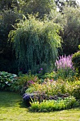 Flowering border in front of willow