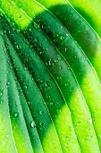 Pflanzenblatt mit Wassertropfen & Herz-Schattenbild