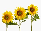 Drei Sonnenblumen vor weißem Hintergrund