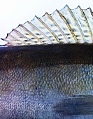 A fish fin (close-up)