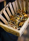 Fresh picked mushrooms in a basket