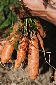 Hands holding a bunch of carrots