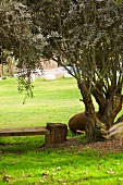 Wooden bench under olive tree