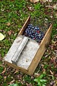 Blueberry and lingon berries in a harvesting basket