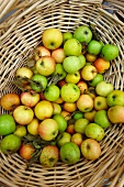 Basket of Freshly Picked Small Green Apples
