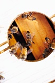 Honeybees in the Hive
