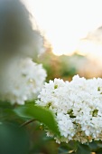 White Hydrangea Growing in the Garden